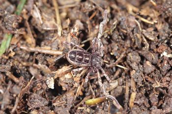 Media type: image;   Invertebrate Zoology 53025